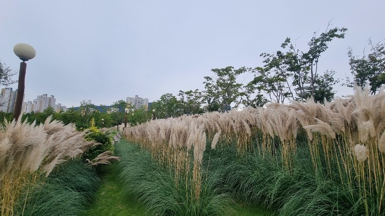 순천시, 오천그린광장에 ‘팜파스’ 만...