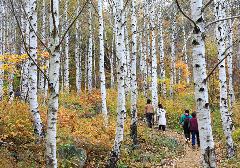 갑작스런 추위에도 ‘영양 자작나무 숲’ 발길 이어져