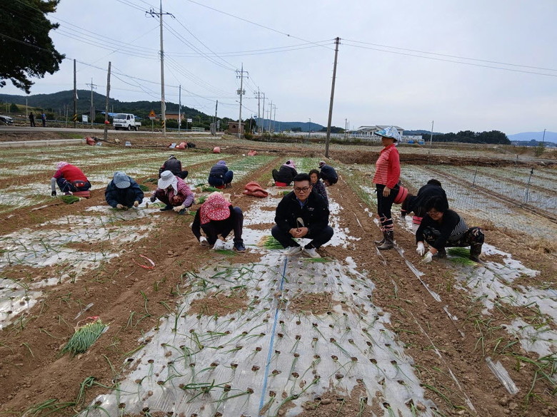고흥군, 양파 노균병 약제 지원으로 ...