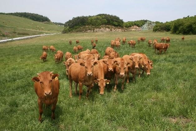 우량 암소 분양으로 농가 수익 구조 ...