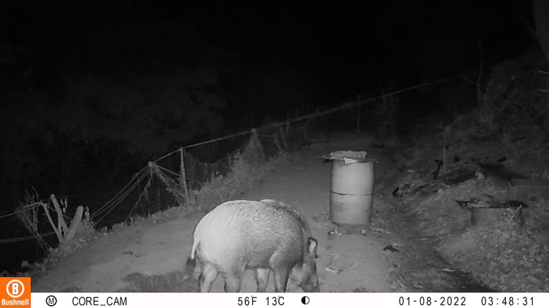 옹진군, 「멧돼지 등 포획을 위한 유...