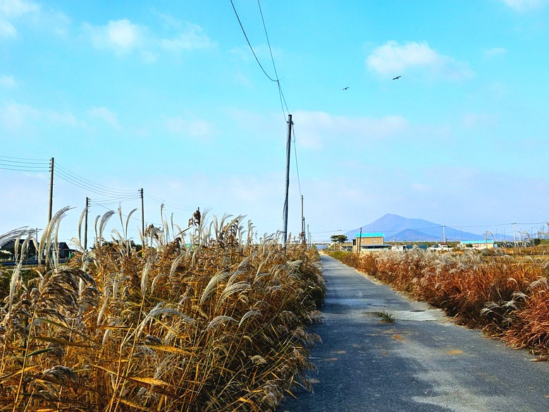 양사면, 서해랑길 103코스 인화천 구간 가을 억새 물결 ‘장관’