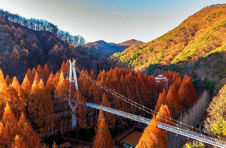 단풍따라 대전 한 바퀴… 어디를 가도 인생샷 명소