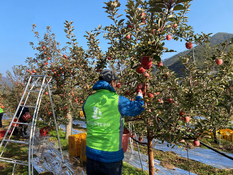 대구도시개발공사, 사과농가 일손돕기 ...