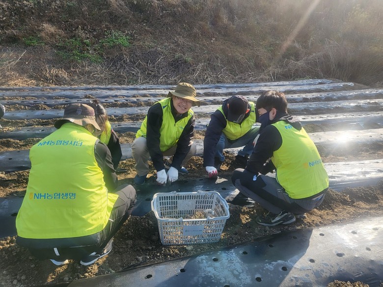 NH농협생명...  농촌일손돕기 실시...
