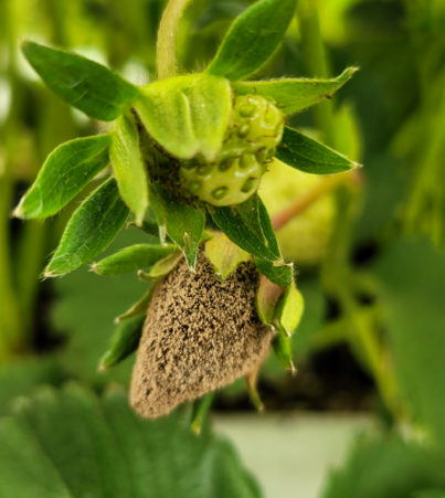 겨울철 시설하우스 3대 병해 예방 안...