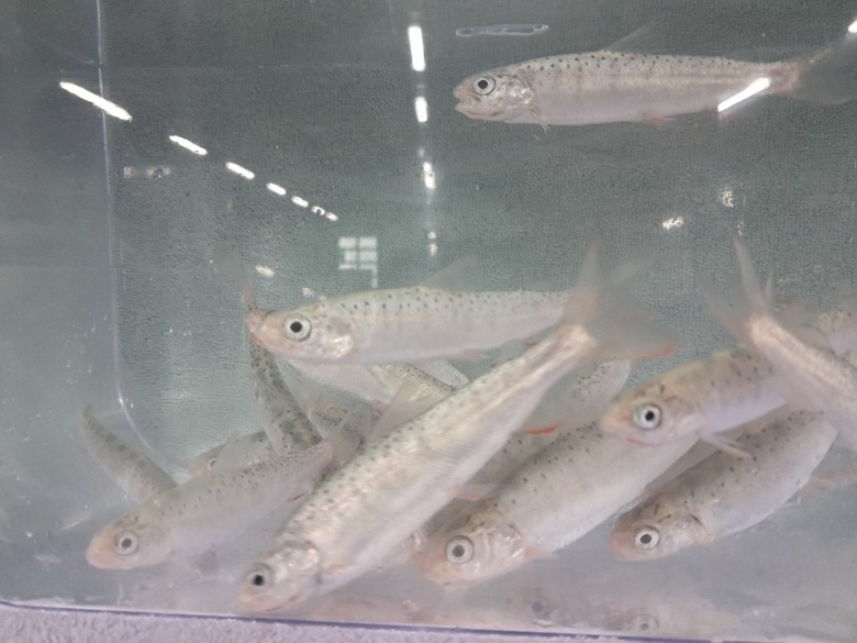 멸종위기종 열목어 치어 백천계곡으로 ...