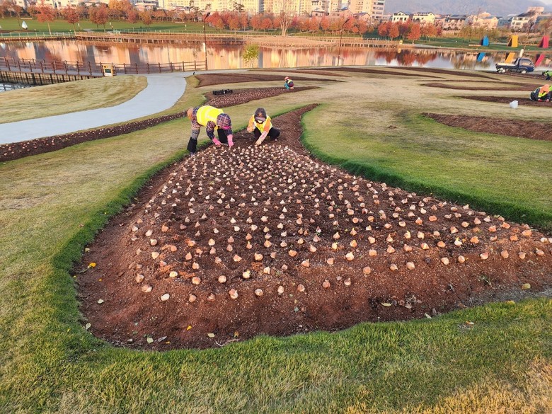 오천그린광장, 2026년 봄꽃 7만본...