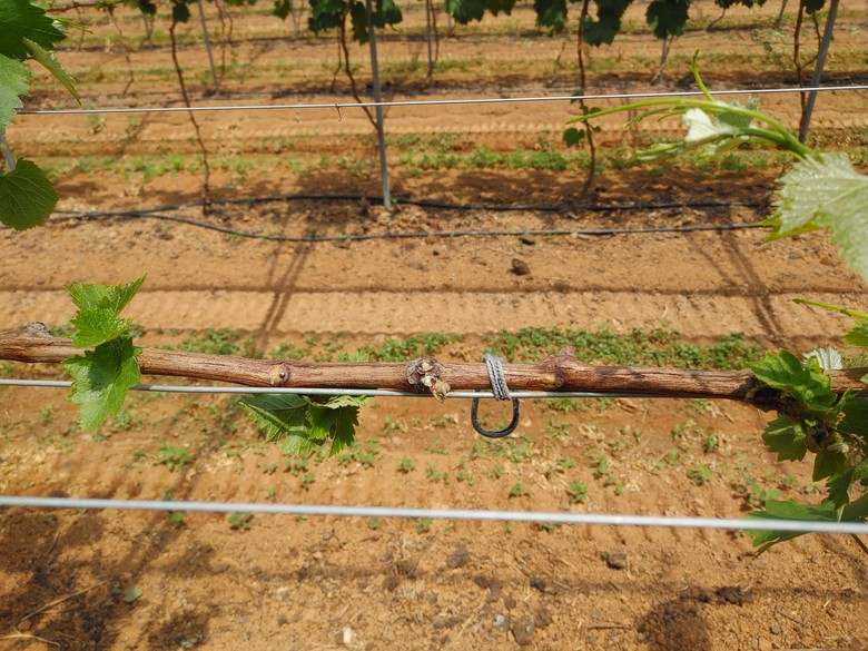 샤인머스켓 생리장해 확인…겨울철 양분...