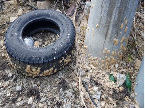 경기도, 농·산림지 돌발해충 월동난 ...