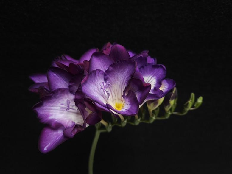 프리지아 신품종 ‘딥보라문’ 품종보호...