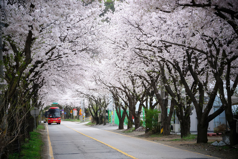 벚꽃 구경 멀리 갈 이유 없다, 광주에 다 있으니까